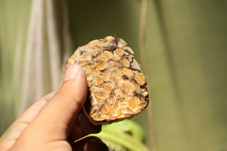 tips menyimpan tempe agar tidak cepat busuk